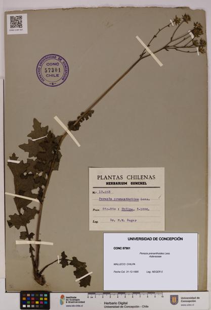 Perezia prenanthoides [Espécimen: UDEC:CONC:0057301]