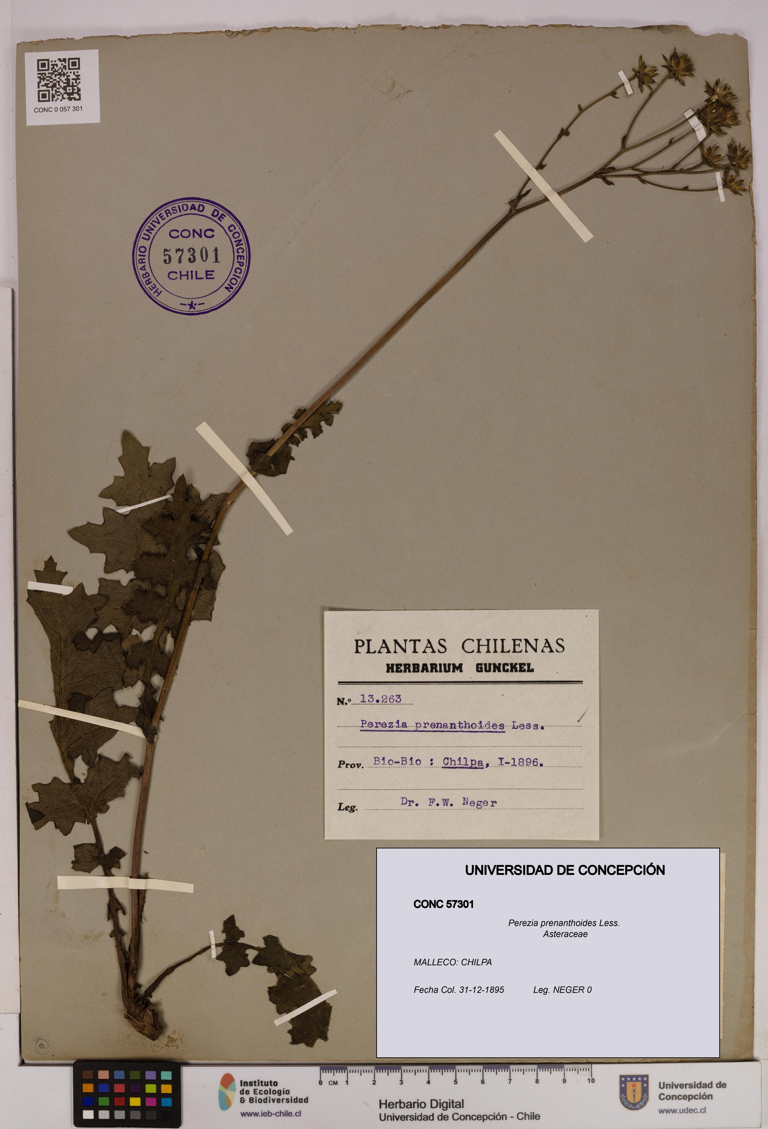 Perezia prenanthoides [Espécimen: UDEC:CONC:0057301]