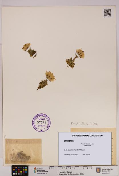 Perezia linearis [Espécimen: UDEC:CONC:0057302]