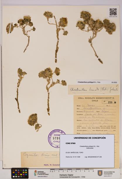 Chaetanthera philippii [Espécimen: UDEC:CONC:0057303]