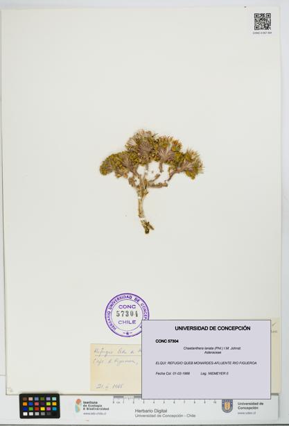 Chaetanthera lanata [Espécimen: UDEC:CONC:0057304]
