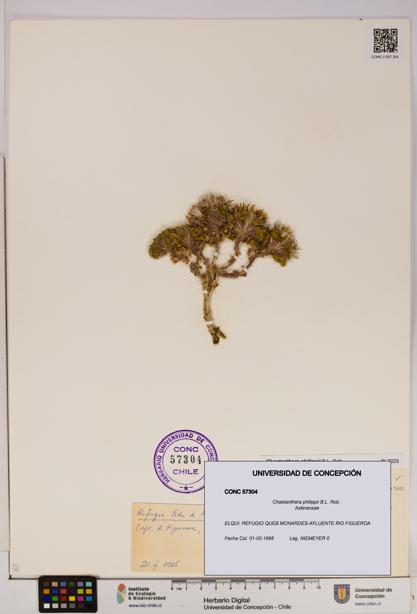 Chaetanthera philippii [Espécimen: UDEC:CONC:0057304]