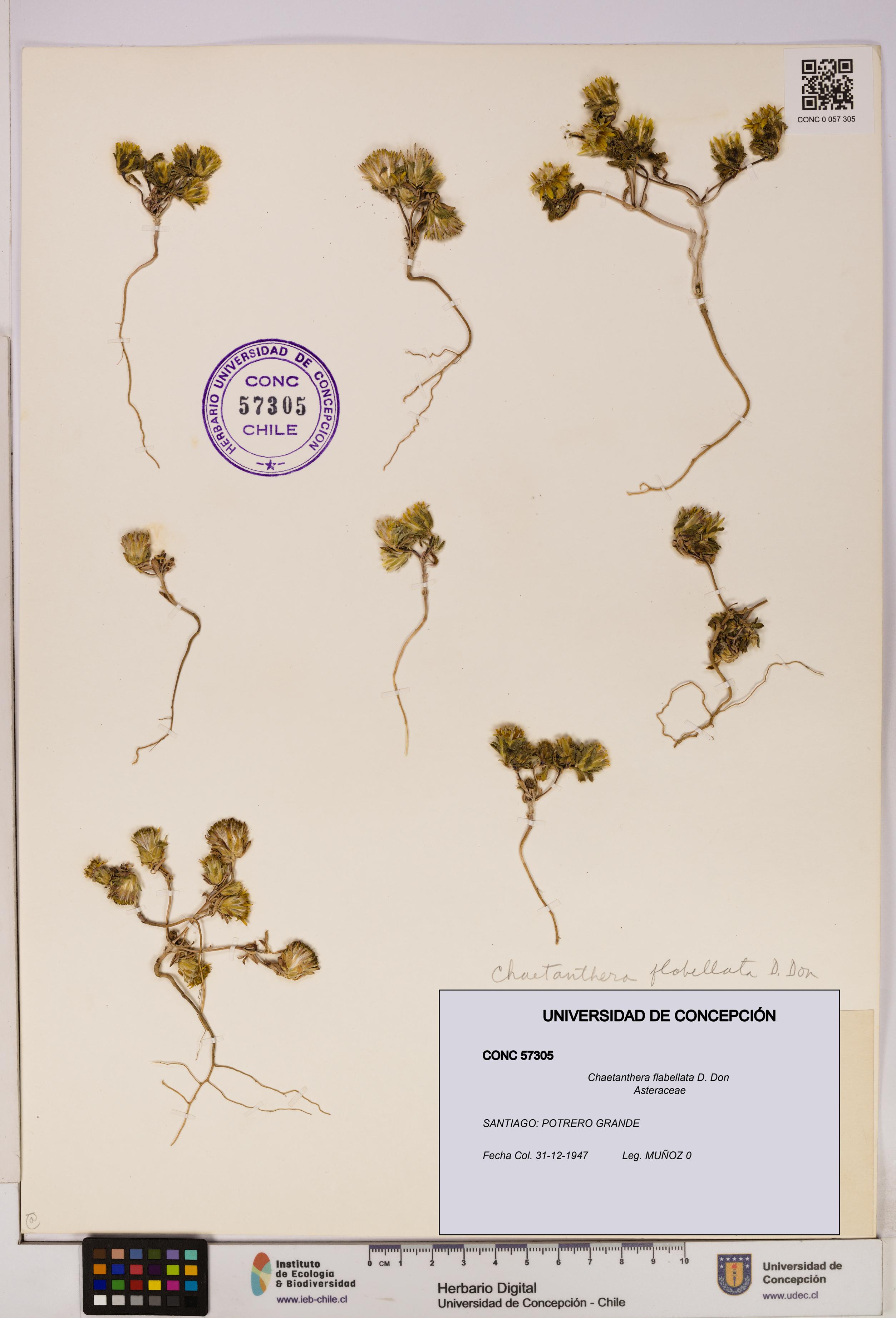 Chaetanthera flabellata [Espécimen: UDEC:CONC:0057305]