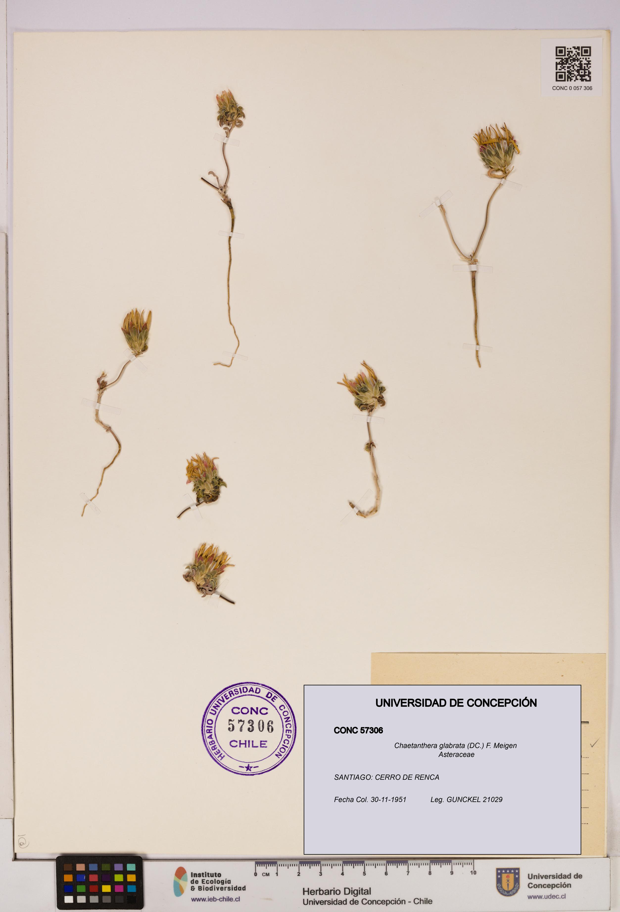 Chaetanthera glabrata [Espécimen: UDEC:CONC:0057306]