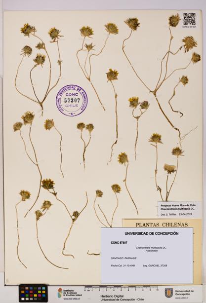 Chaetanthera multicaulis [Espécimen: UDEC:CONC:0057307]