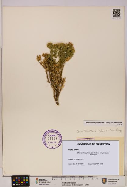 Chaetanthera glandulosa var. glandulosa [Espécimen: UDEC:CONC:0057308]
