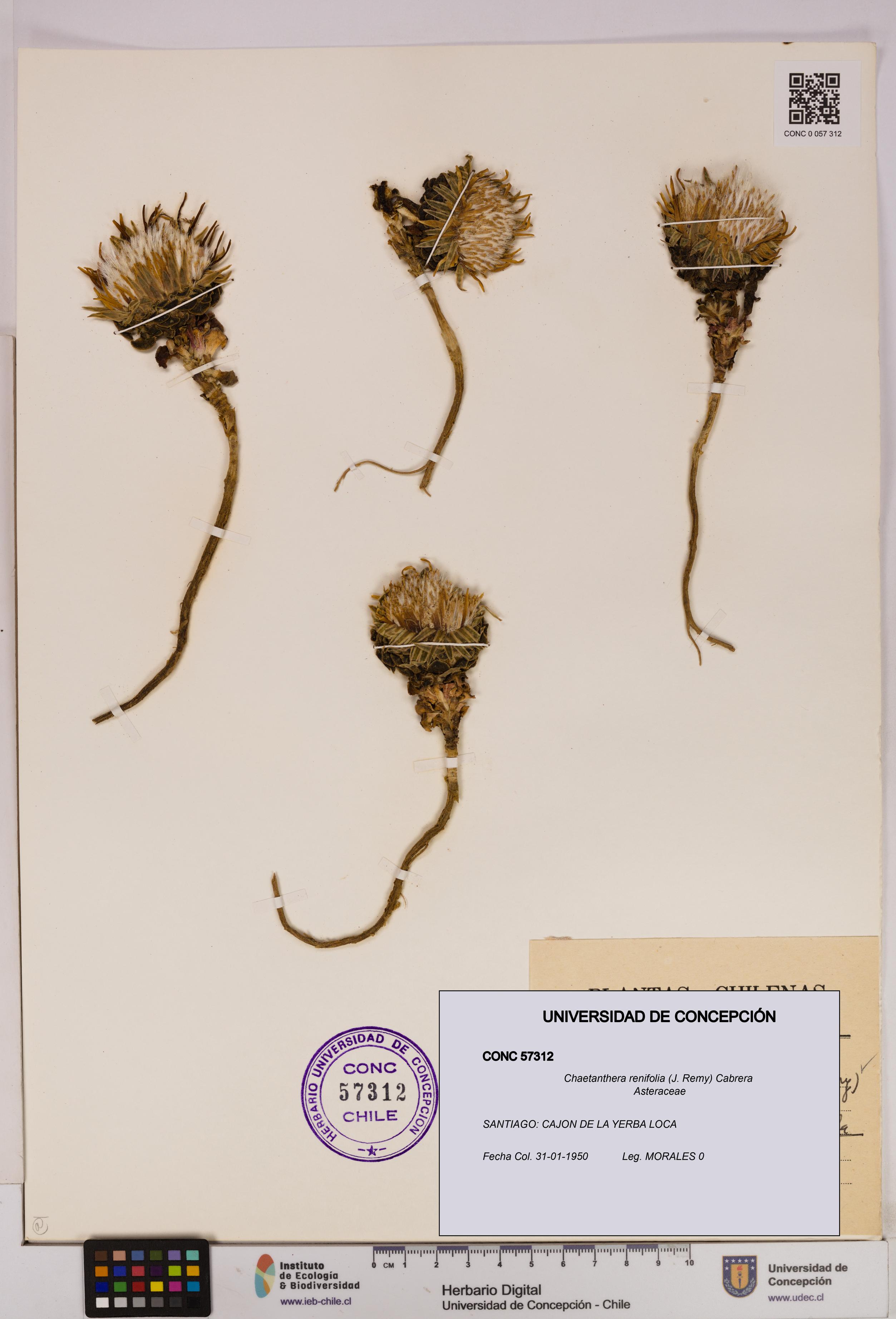Chaetanthera renifolia [Espécimen: UDEC:CONC:0057312]