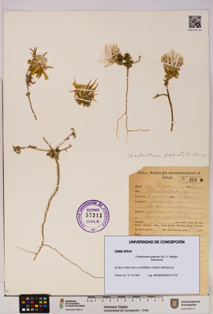 Chaetanthera glabrata [Espécimen: UDEC:CONC:0057313]