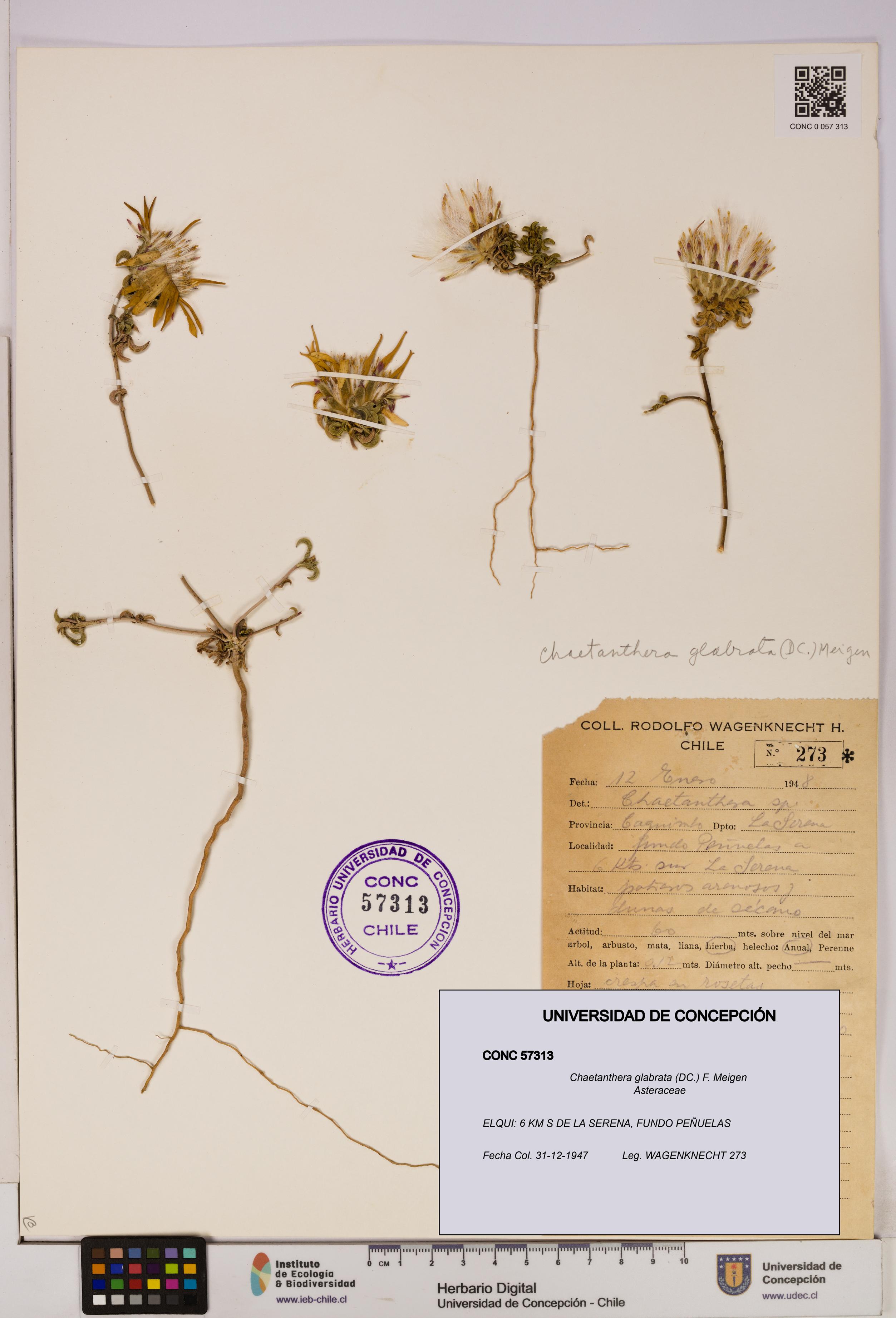 Chaetanthera glabrata [Espécimen: UDEC:CONC:0057313]