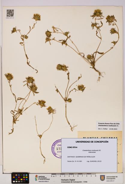 Chaetanthera multicaulis [Espécimen: UDEC:CONC:0057314]