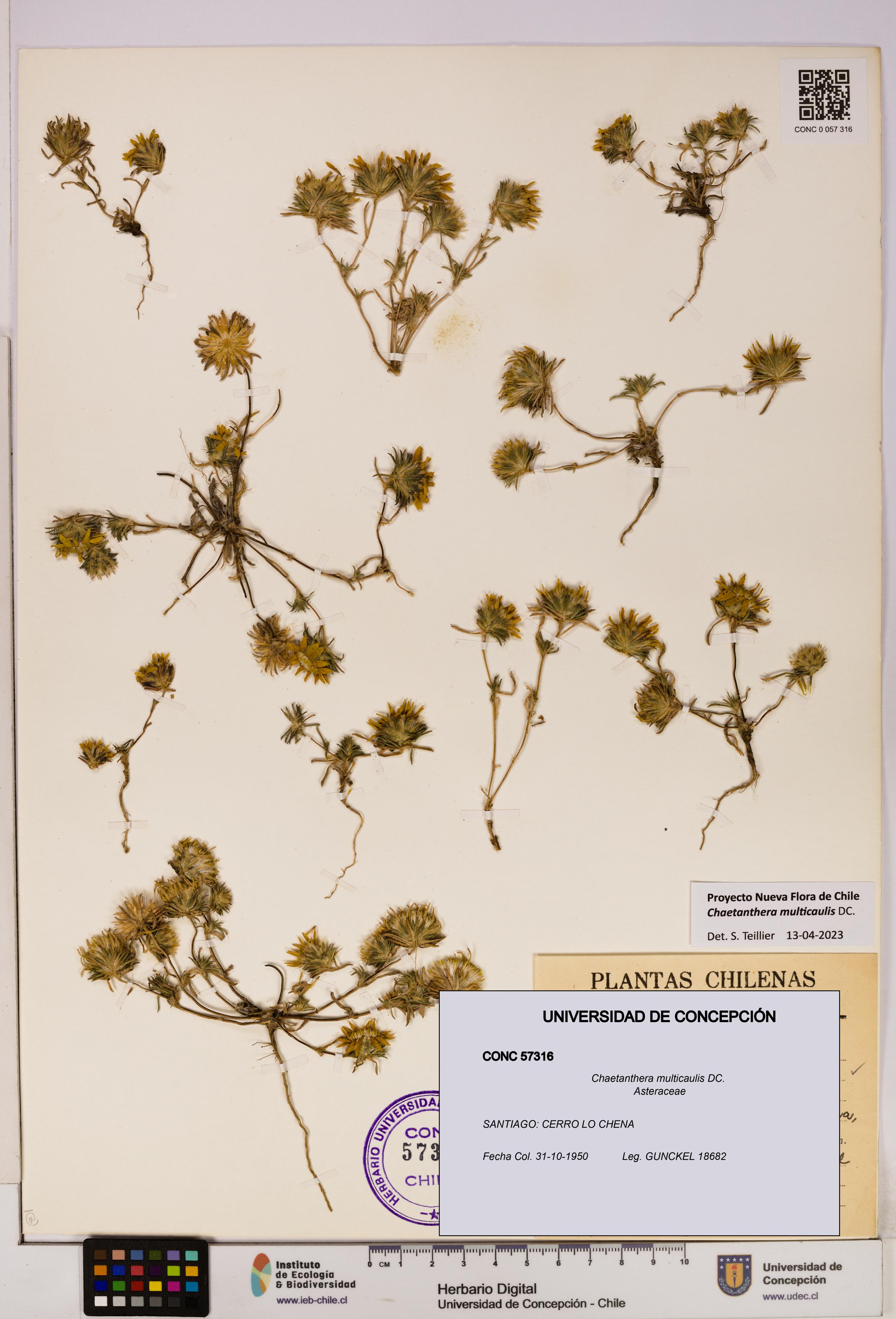 Chaetanthera multicaulis [Espécimen: UDEC:CONC:0057316]