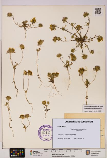 Chaetanthera multicaulis [Espécimen: UDEC:CONC:0057317]