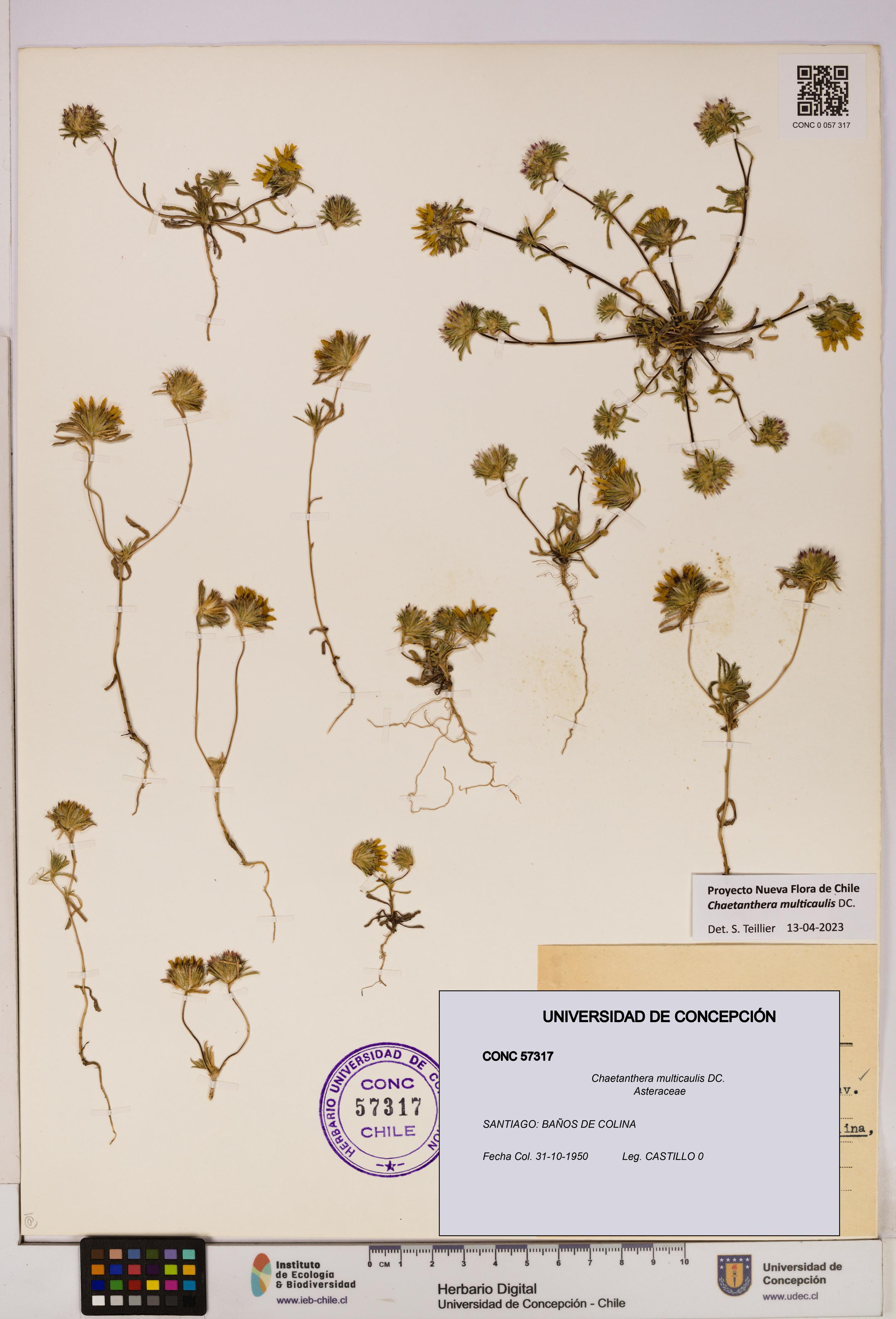Chaetanthera multicaulis [Espécimen: UDEC:CONC:0057317]