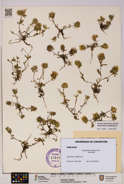 Chaetanthera multicaulis [Espécimen: UDEC:CONC:0057318]