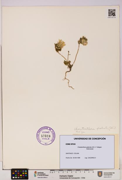 Chaetanthera glabrata [Espécimen: UDEC:CONC:0057319]