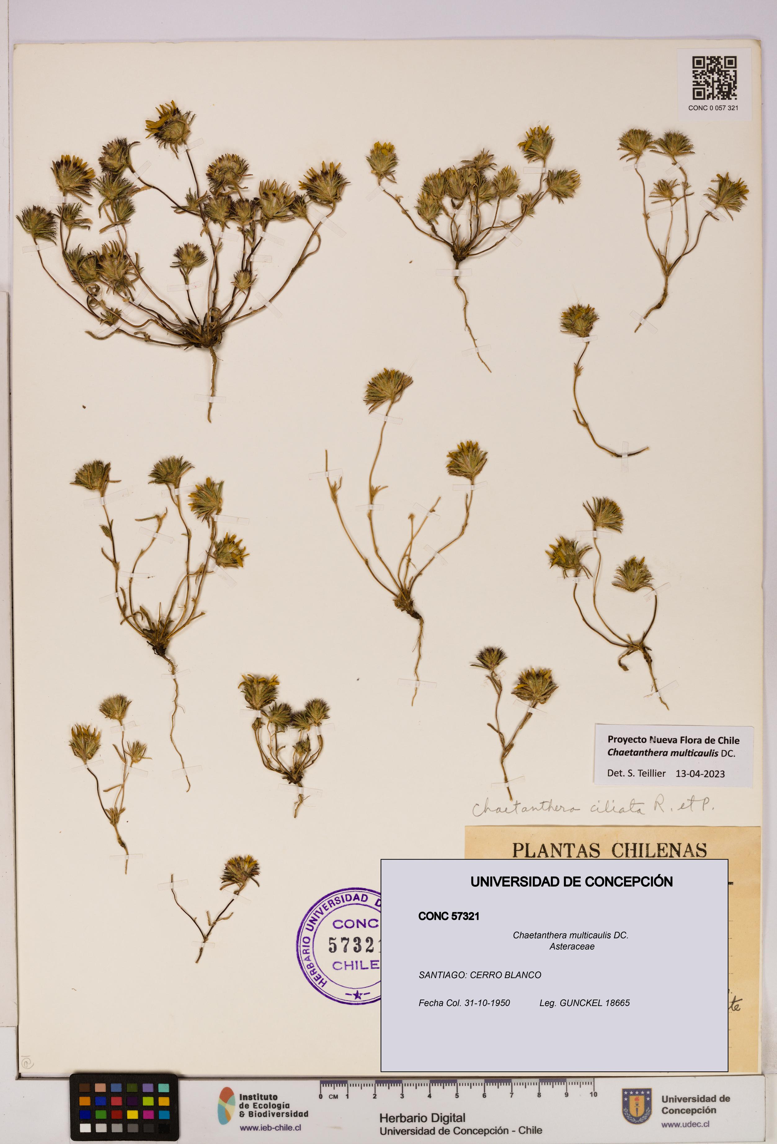 Chaetanthera multicaulis [Espécimen: UDEC:CONC:0057321]