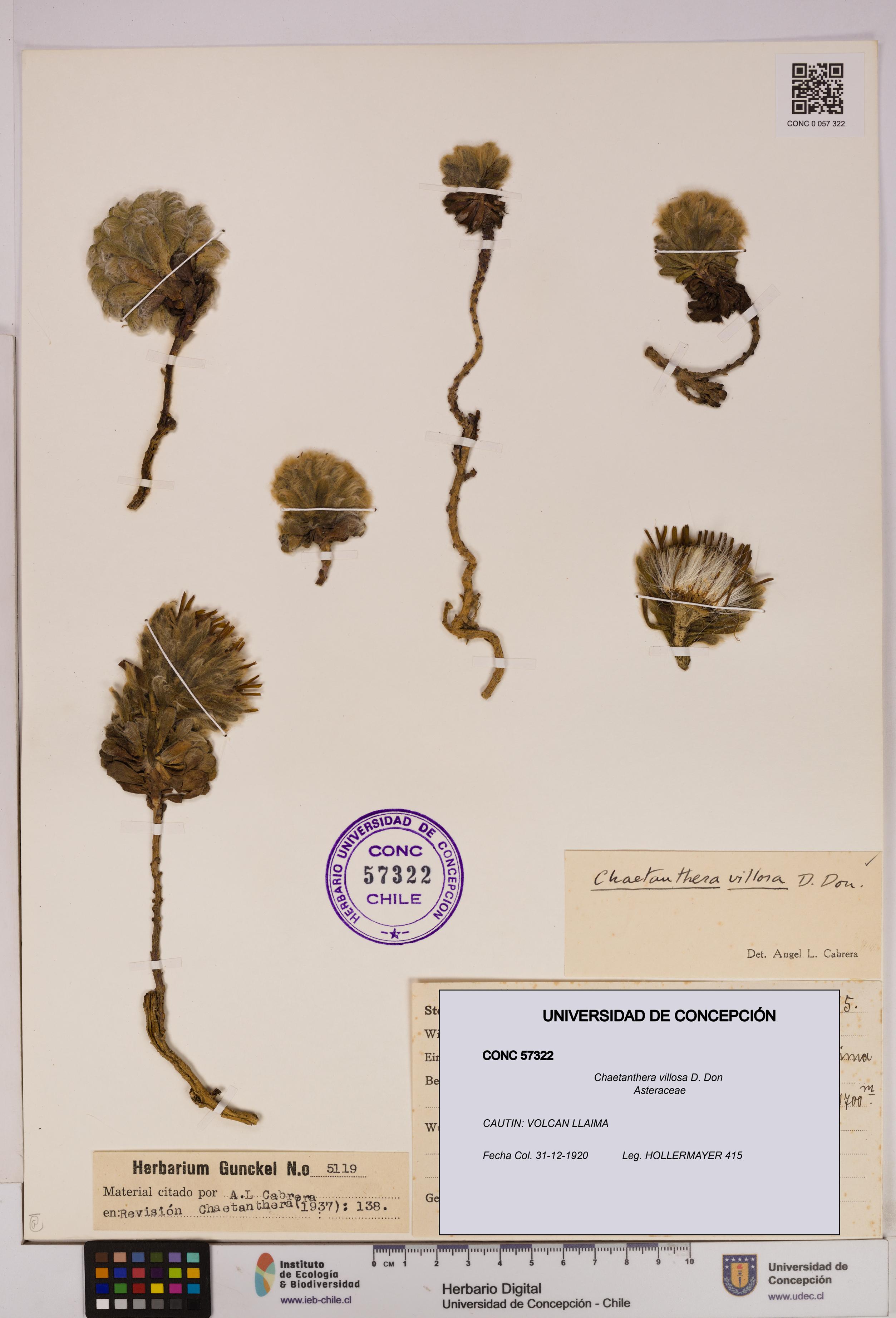 Chaetanthera villosa [Espécimen: UDEC:CONC:0057322]