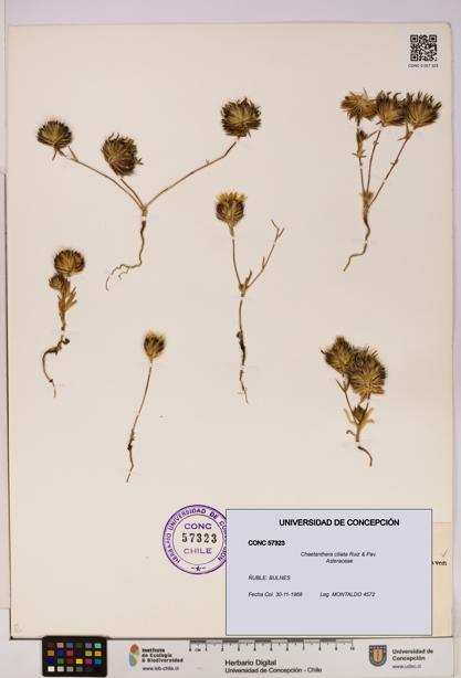 Chaetanthera ciliata [Espécimen: UDEC:CONC:0057323]