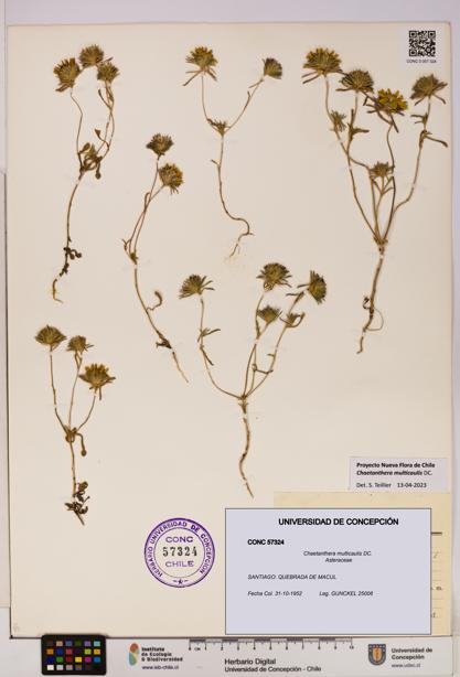 Chaetanthera multicaulis [Espécimen: UDEC:CONC:0057324]