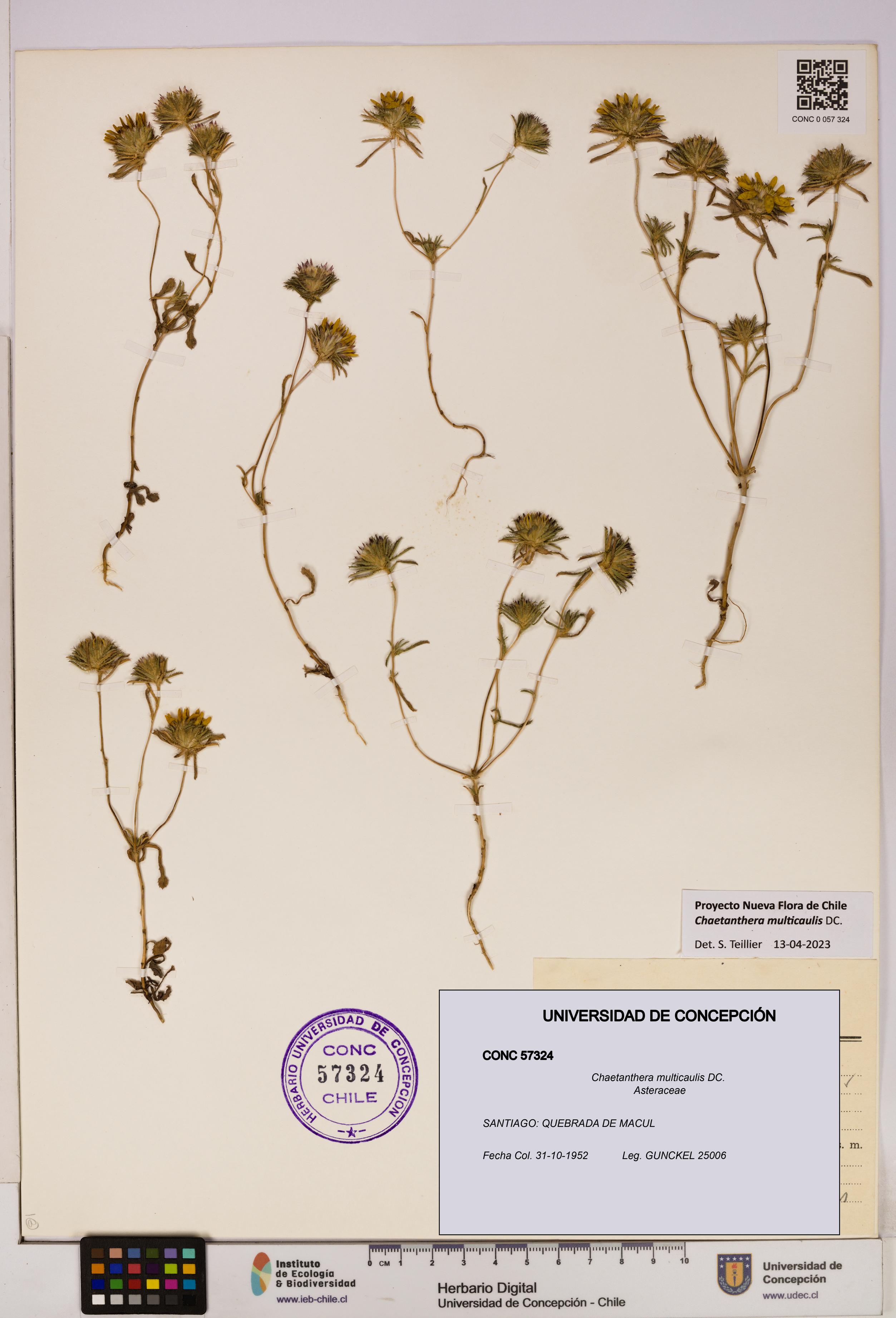 Chaetanthera multicaulis [Espécimen: UDEC:CONC:0057324]