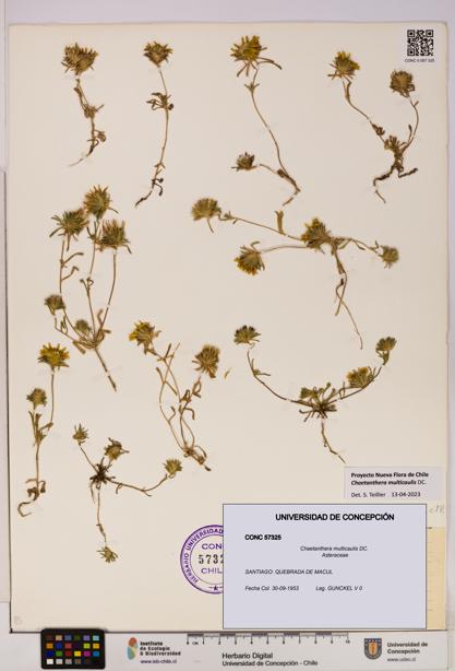 Chaetanthera multicaulis [Espécimen: UDEC:CONC:0057325]