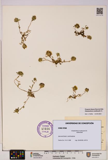 Chaetanthera multicaulis [Espécimen: UDEC:CONC:0057326]
