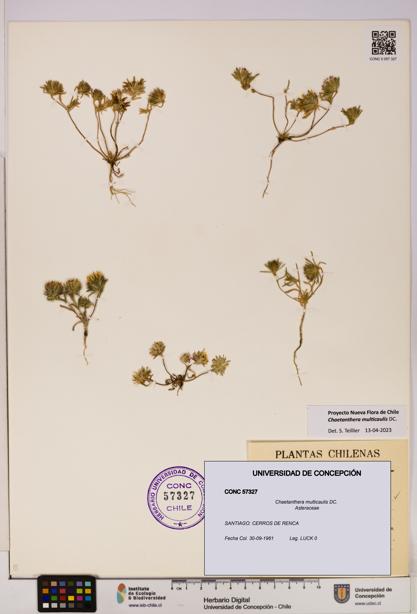 Chaetanthera multicaulis [Espécimen: UDEC:CONC:0057327]