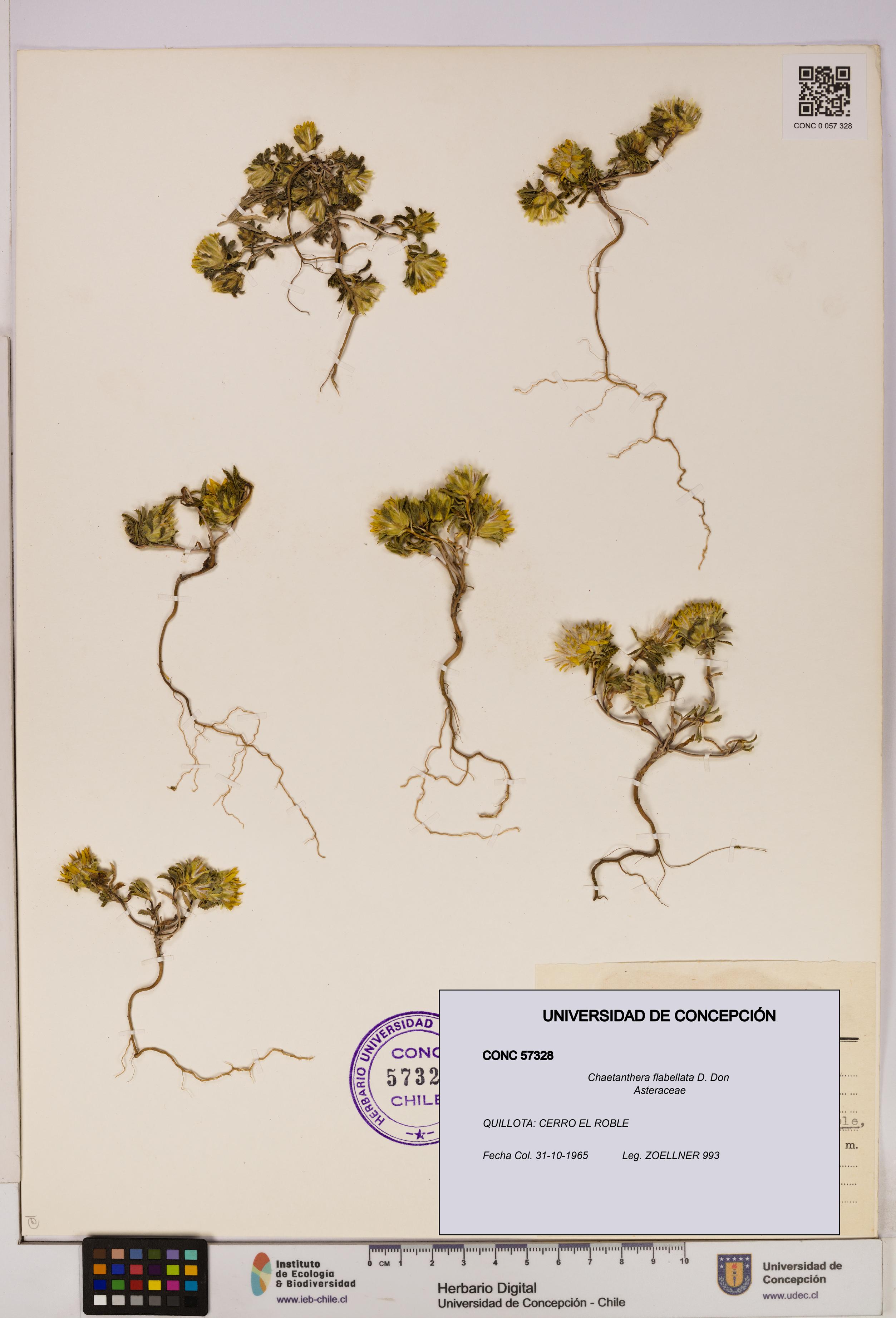 Chaetanthera flabellata [Espécimen: UDEC:CONC:0057328]