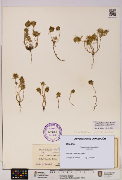 Chaetanthera multicaulis [Espécimen: UDEC:CONC:0057329]