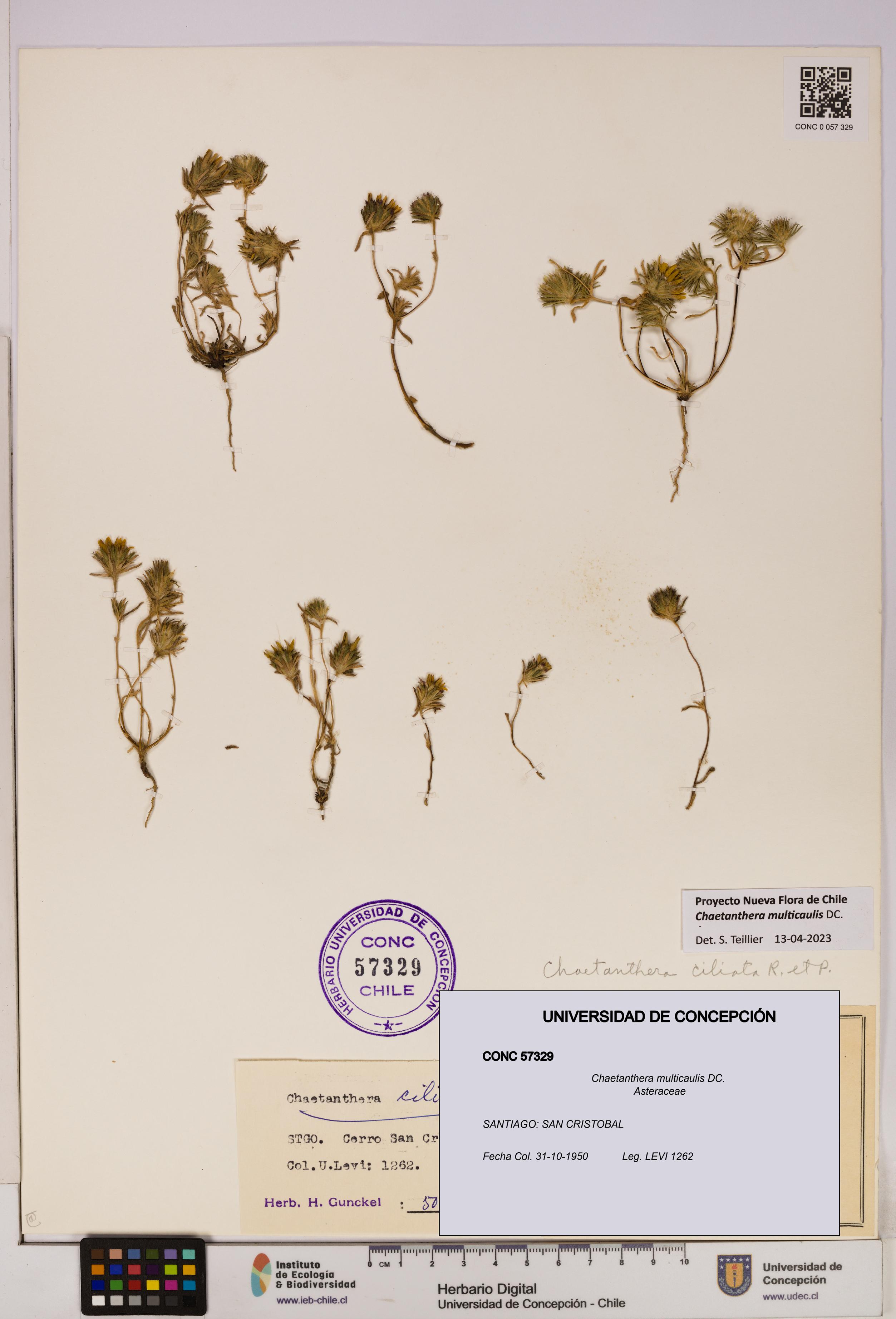 Chaetanthera multicaulis [Espécimen: UDEC:CONC:0057329]