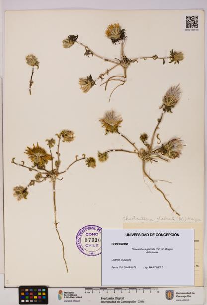 Chaetanthera glabrata [Espécimen: UDEC:CONC:0057330]