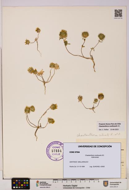 Chaetanthera multicaulis [Espécimen: UDEC:CONC:0057334]