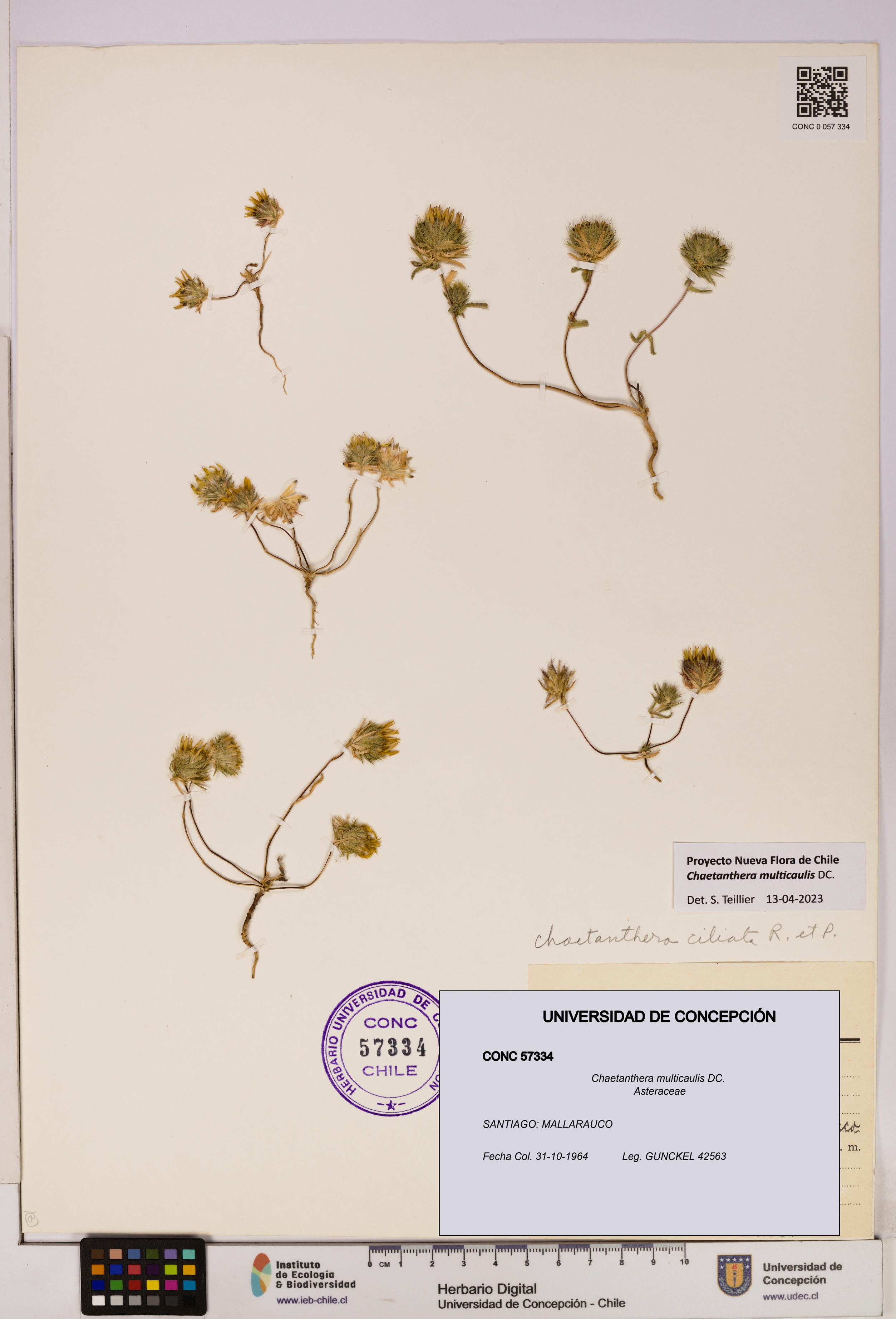 Chaetanthera multicaulis [Espécimen: UDEC:CONC:0057334]