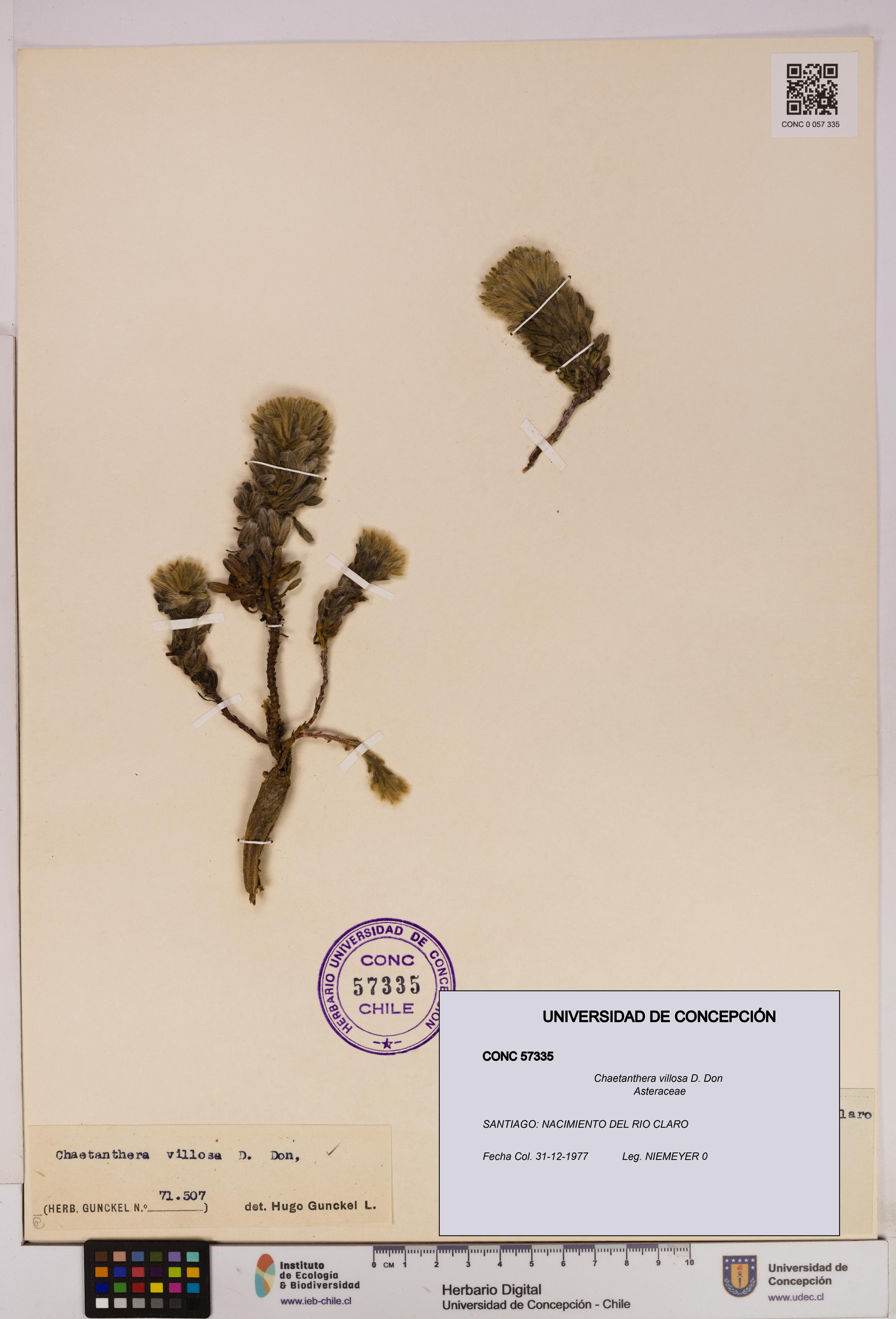 Chaetanthera villosa [Espécimen: UDEC:CONC:0057335]
