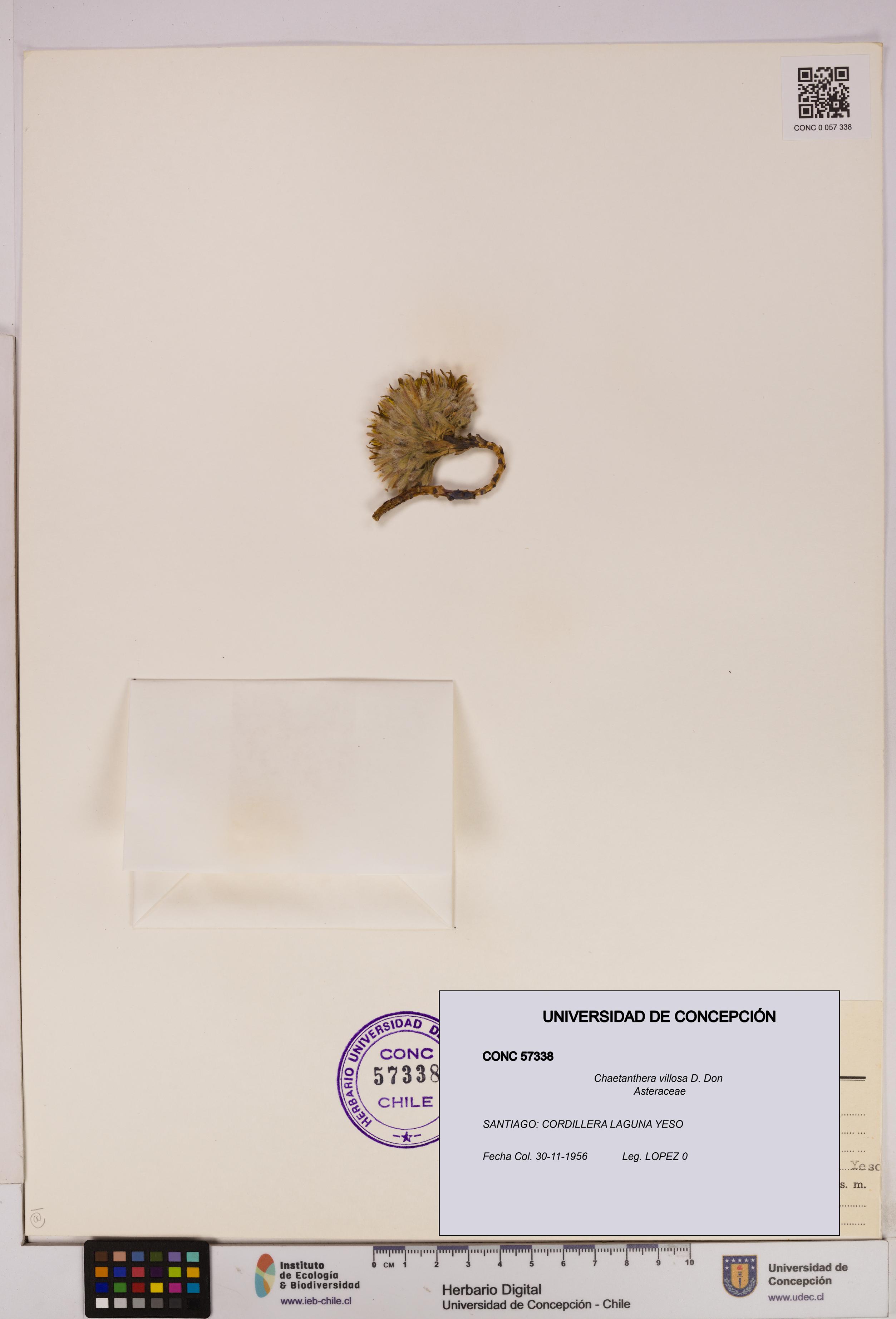 Chaetanthera villosa [Espécimen: UDEC:CONC:0057338]