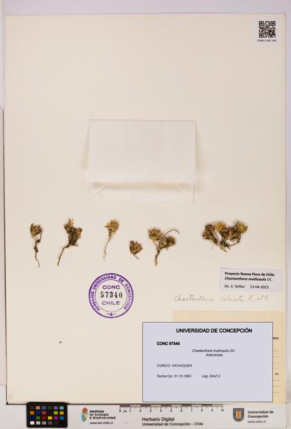 Chaetanthera multicaulis [Espécimen: UDEC:CONC:0057340]