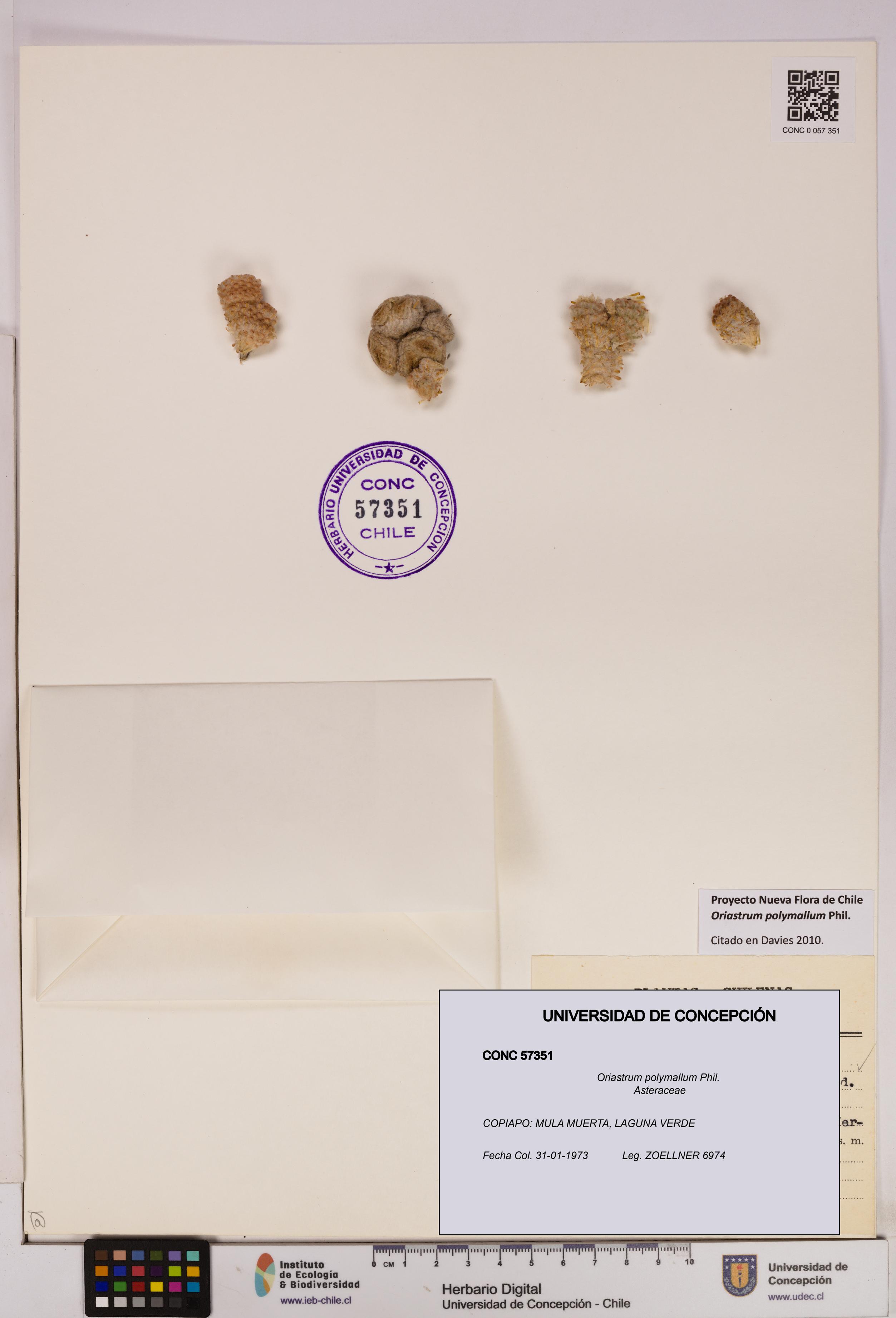 Oriastrum polymallum [Espécimen: UDEC:CONC:0057351]