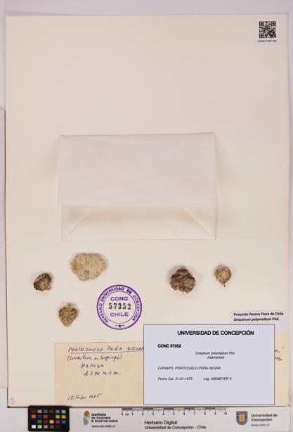 Oriastrum polymallum [Espécimen: UDEC:CONC:0057352]