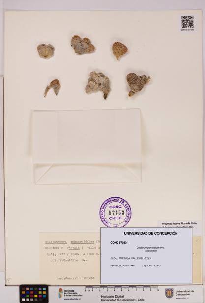 Oriastrum polymallum [Espécimen: UDEC:CONC:0057353]