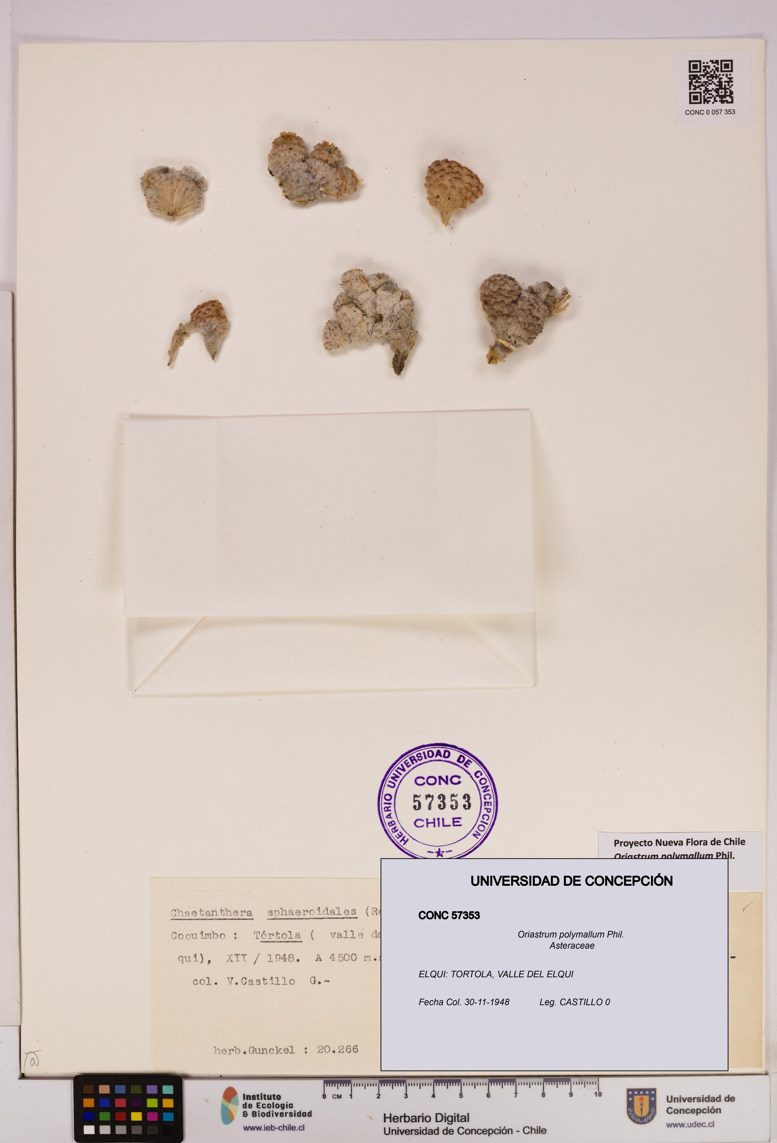 Oriastrum polymallum [Espécimen: UDEC:CONC:0057353]