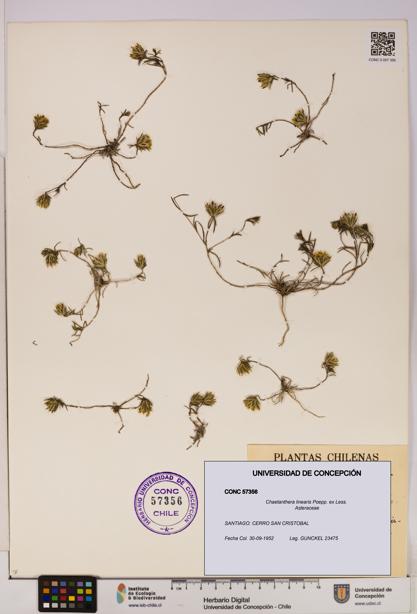 Chaetanthera linearis [Espécimen: UDEC:CONC:0057356]