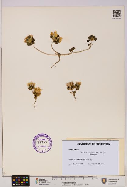 Chaetanthera glabrata [Espécimen: UDEC:CONC:0057357]