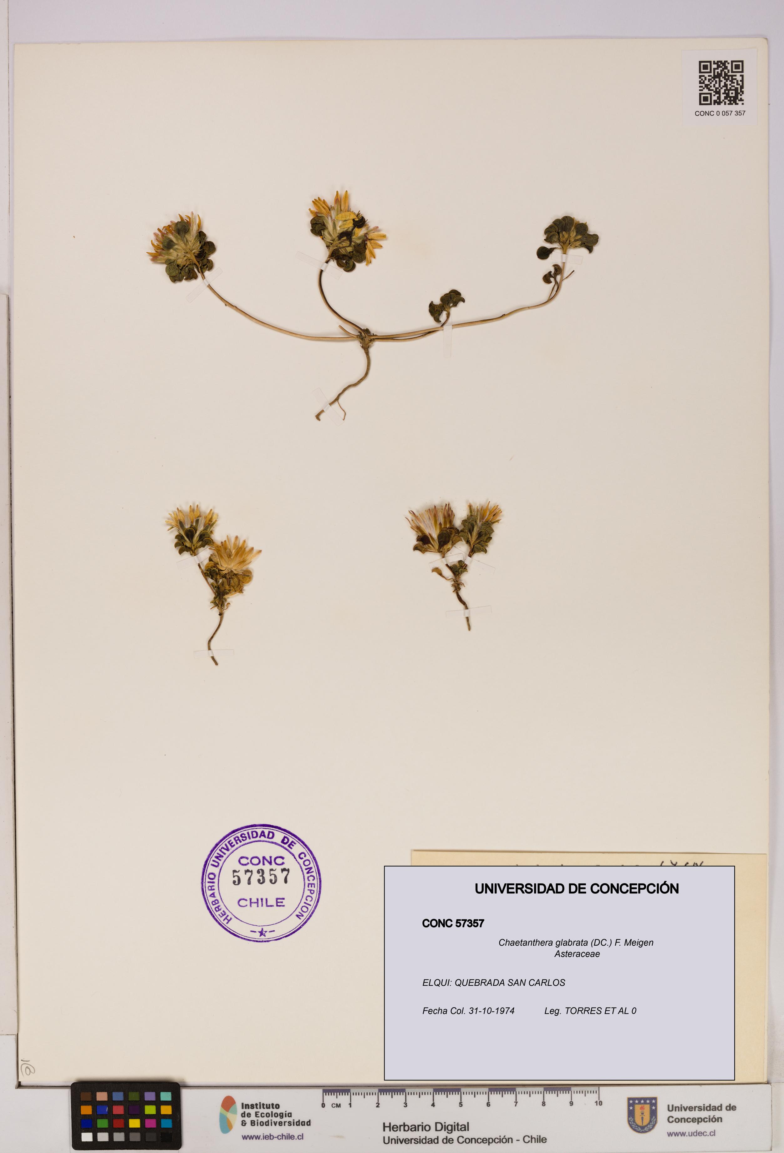 Chaetanthera glabrata [Espécimen: UDEC:CONC:0057357]