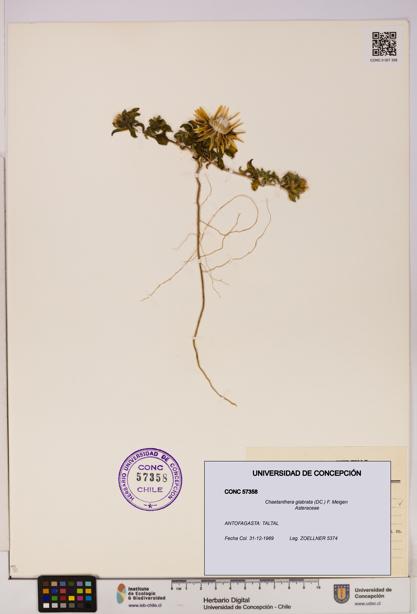 Chaetanthera glabrata [Espécimen: UDEC:CONC:0057358]