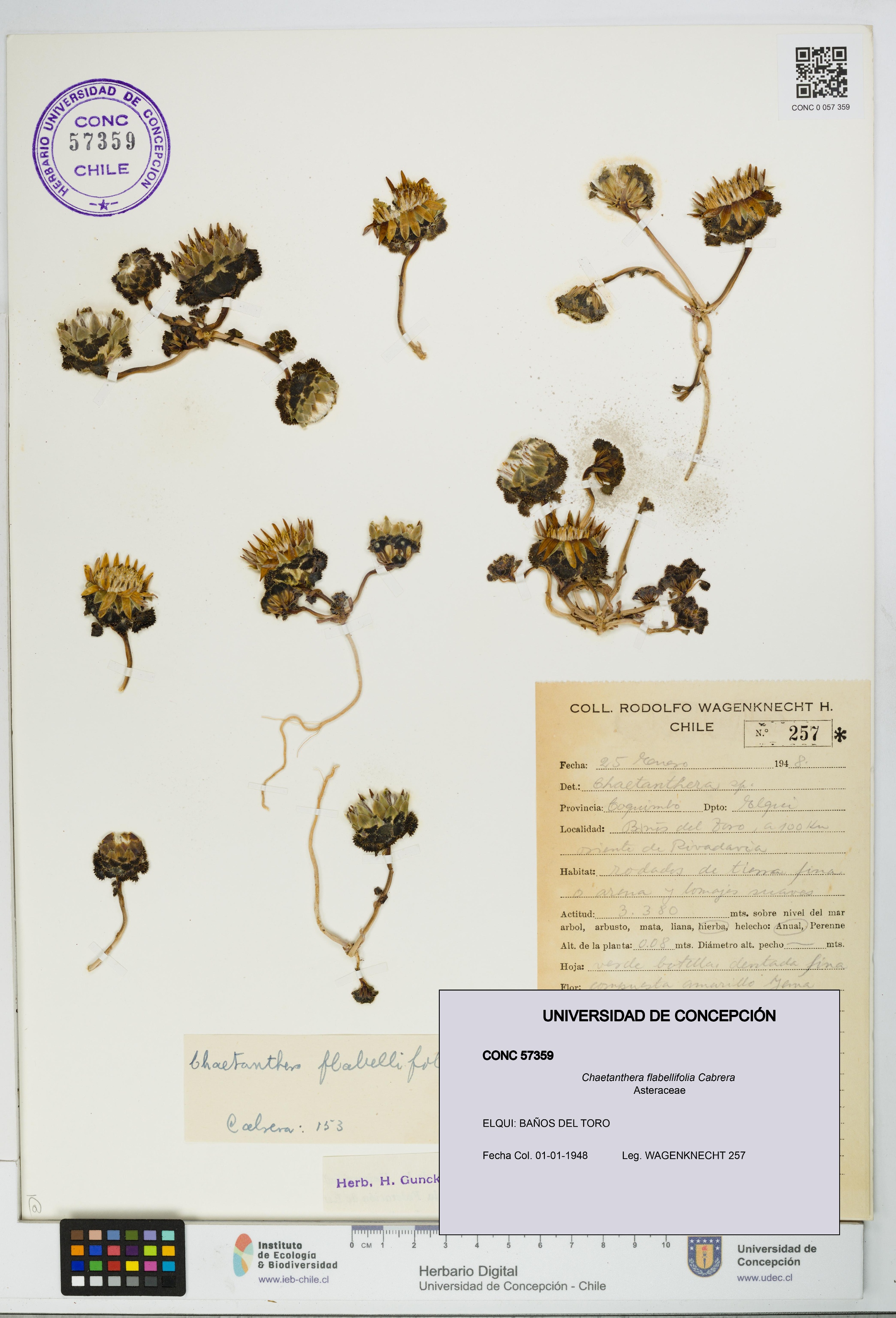 Chaetanthera flabellifolia [Espécimen: UDEC:CONC:0057359]