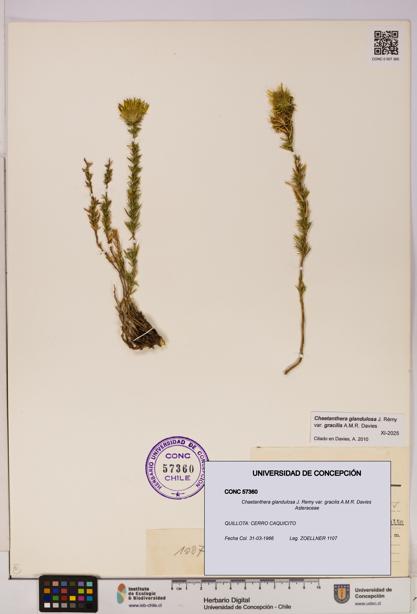 Chaetanthera glandulosa var. gracilis [Espécimen: UDEC:CONC:0057360]
