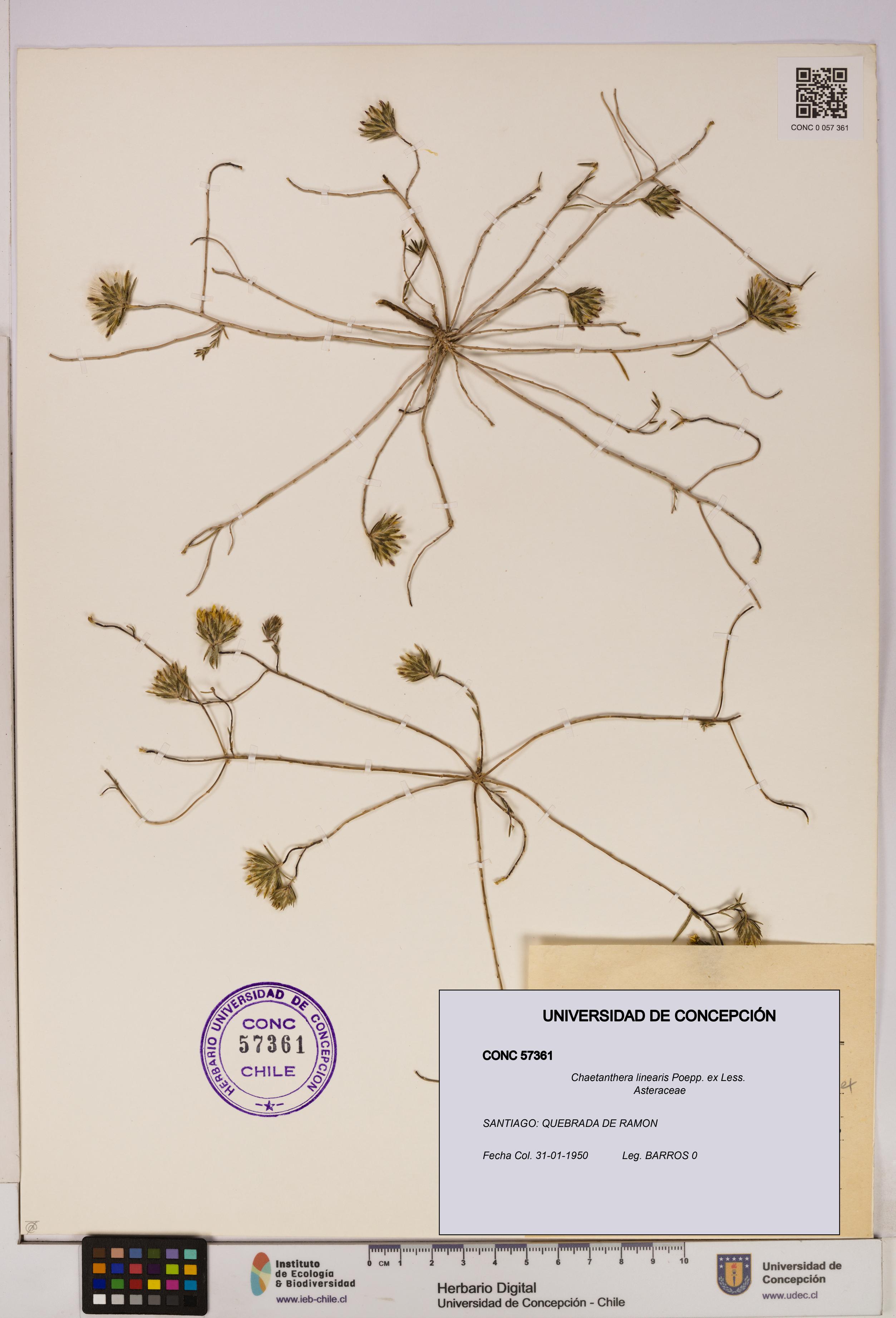Chaetanthera linearis [Espécimen: UDEC:CONC:0057361]
