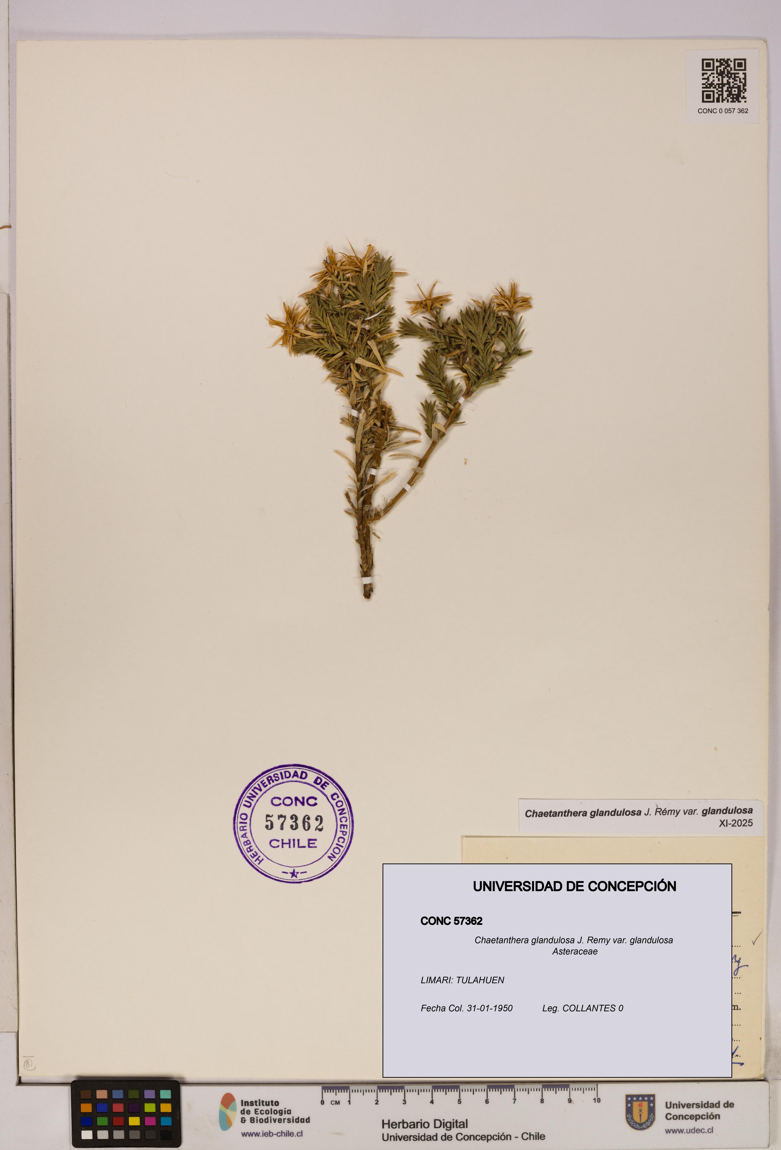 Chaetanthera glandulosa var. glandulosa [Espécimen: UDEC:CONC:0057362]