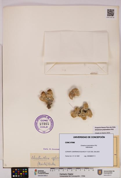 Oriastrum polymallum [Espécimen: UDEC:CONC:0057365]