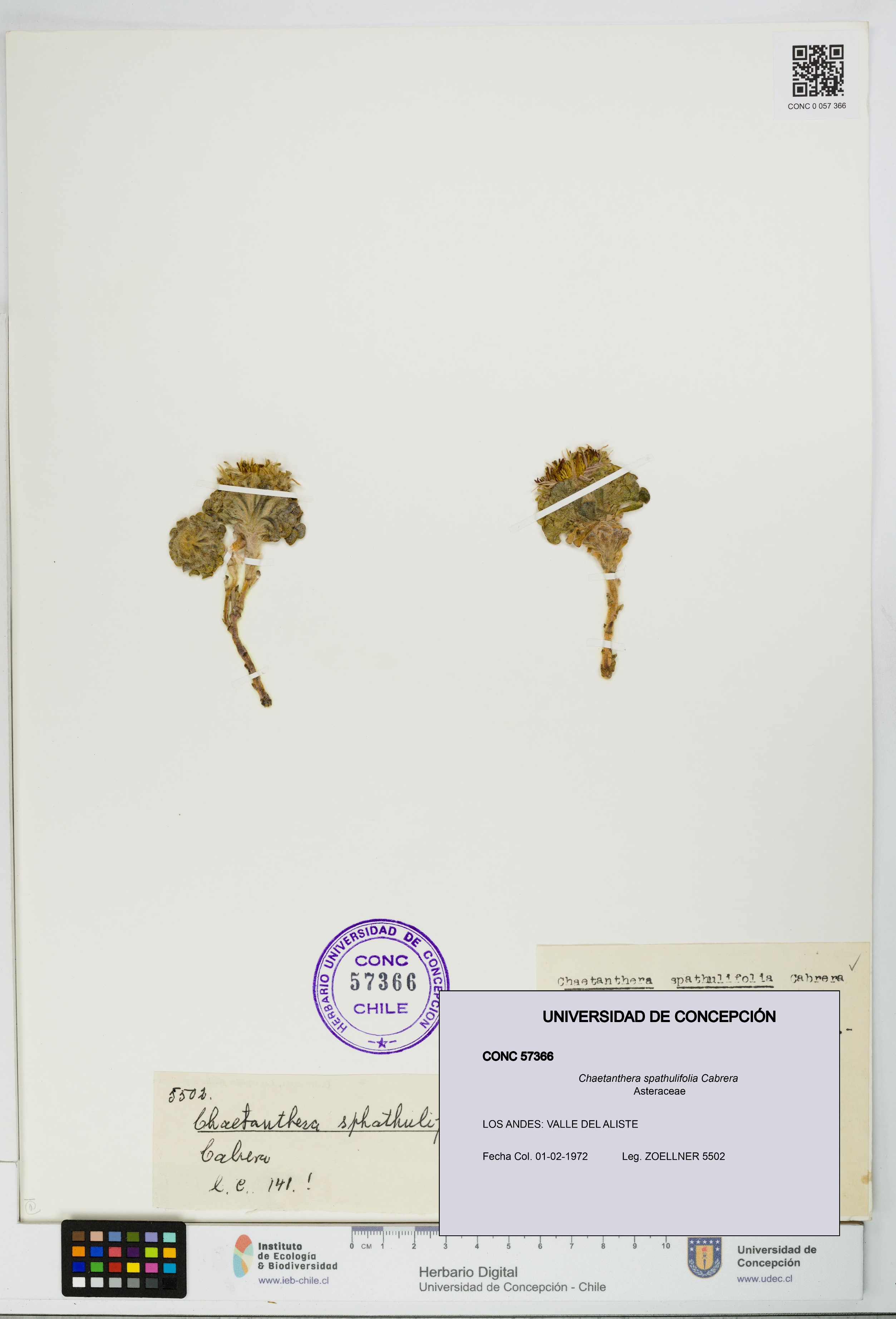 Chaetanthera spathulifolia [Espécimen: UDEC:CONC:0057366]